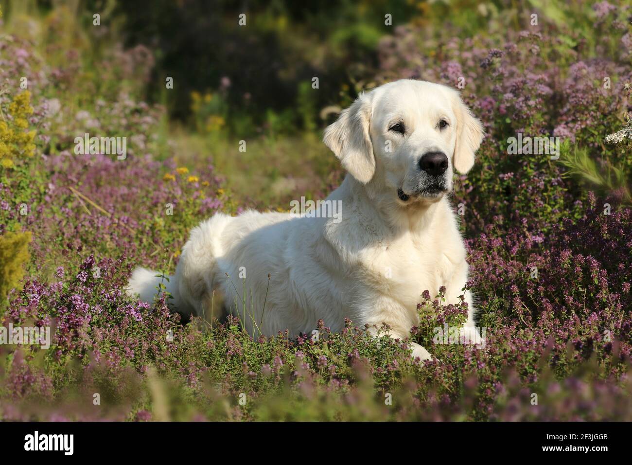 Golden Retriever. Juvenile she-dog (16 month old) lying in flowering heather. Germany Stock Photo
