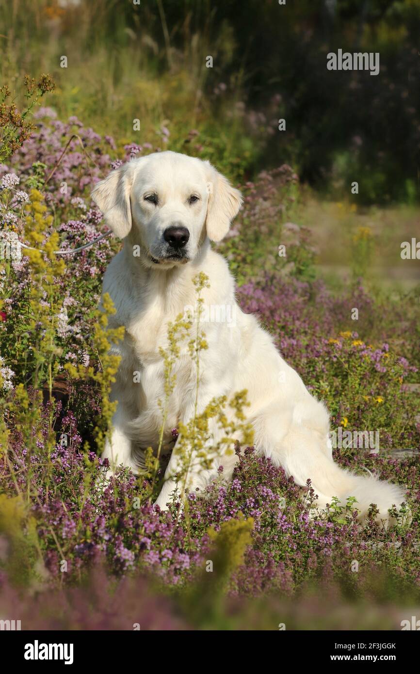 Golden Retriever. Juvenile she-dog (16 month old) sitting in flowering heather. Germany Stock Photo