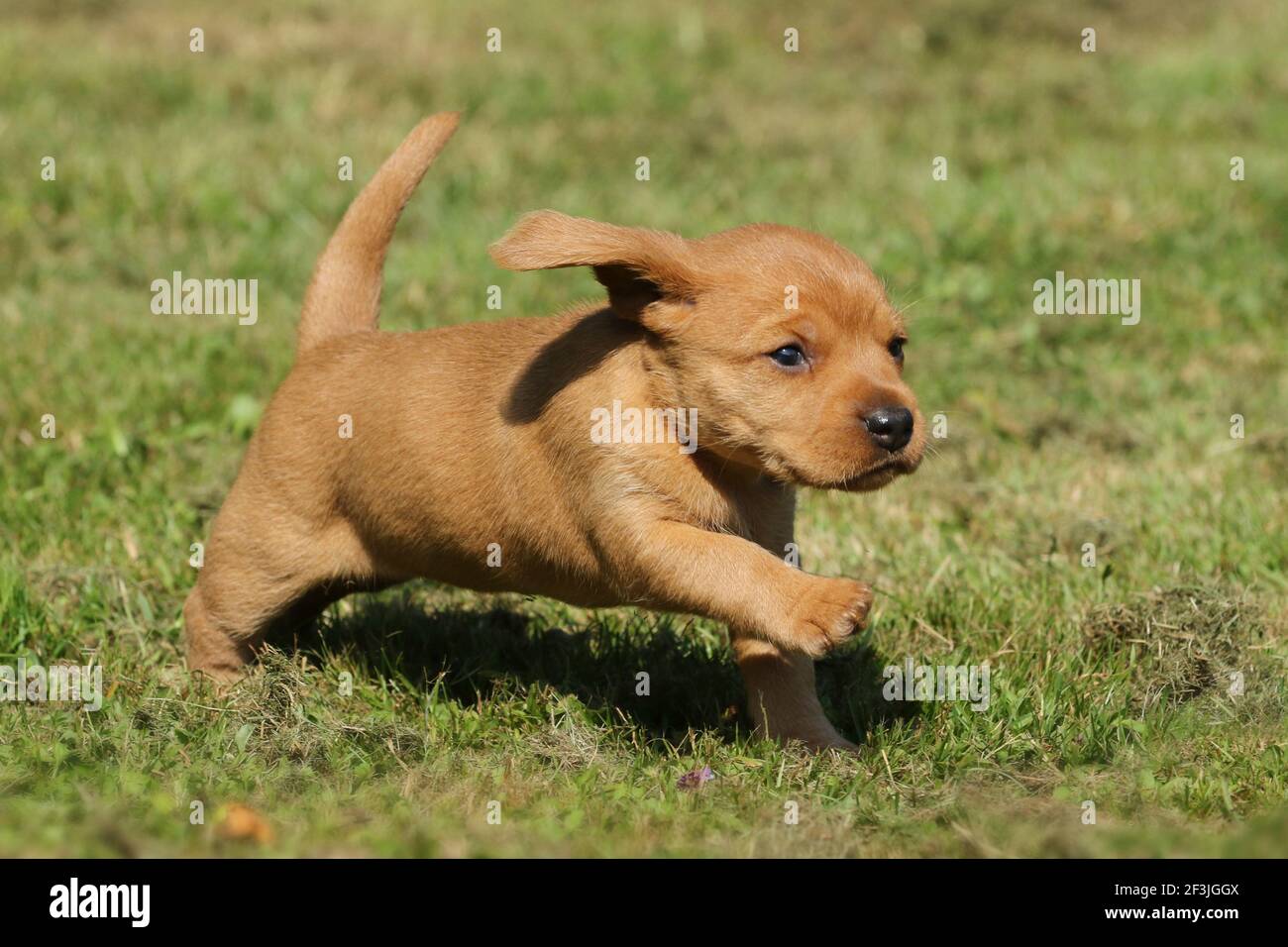 Basset Fauve De Bretagne, Fawn Brittany Basset. Puppy (female, 6 weeks old) running on a meadow. Germany Stock Photo