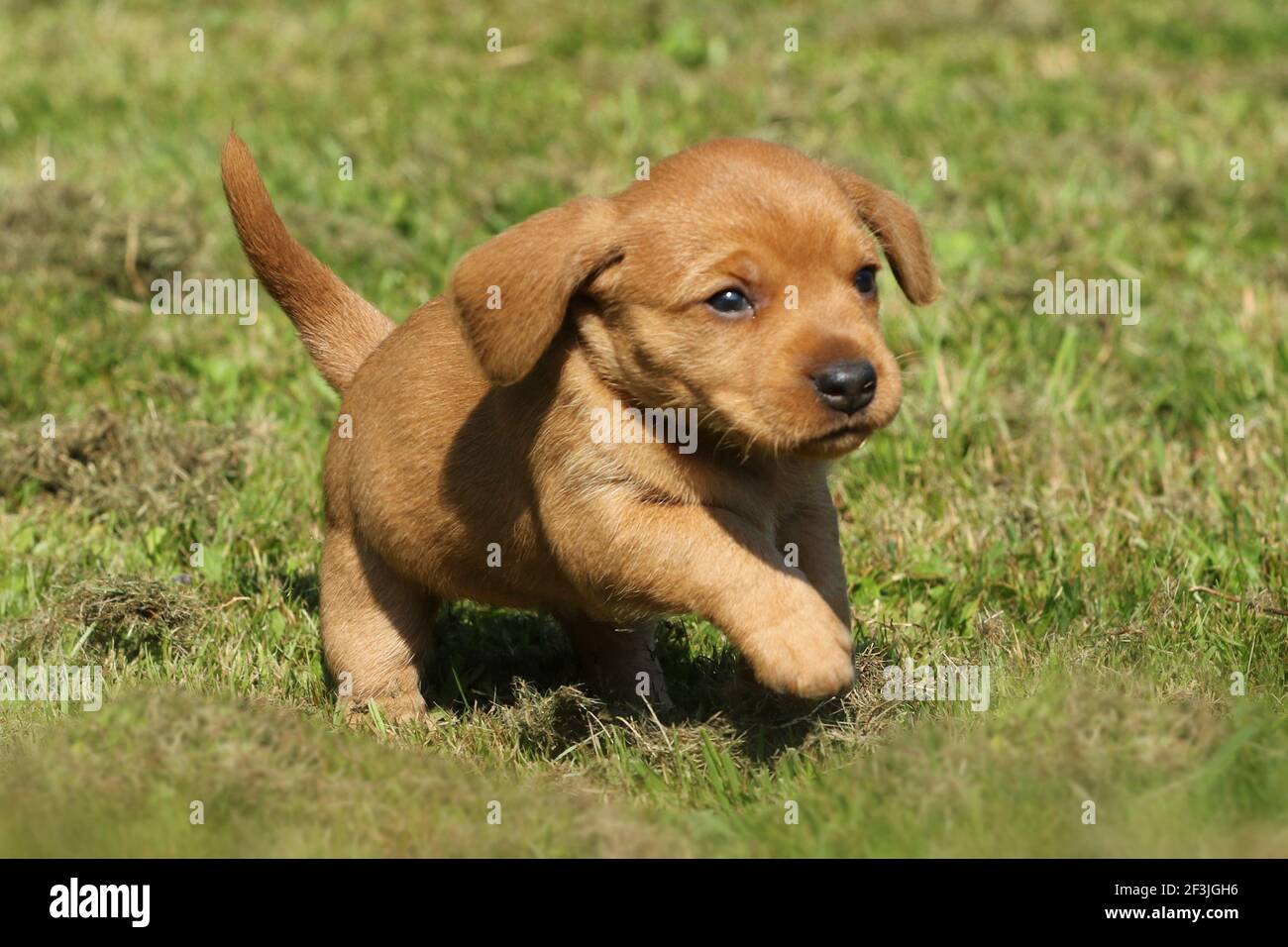 Basset Fauve De Bretagne, Fawn Brittany Basset. Puppy (female, 6 weeks old) running on a meadow. Germany Stock Photo