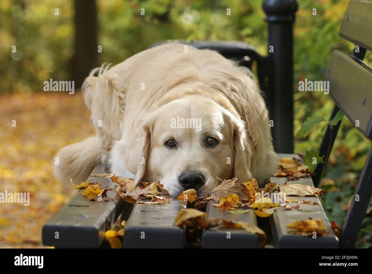 Golden Retriever. Male (6 years old) lying in autumn on a bench. Germany Stock Photo