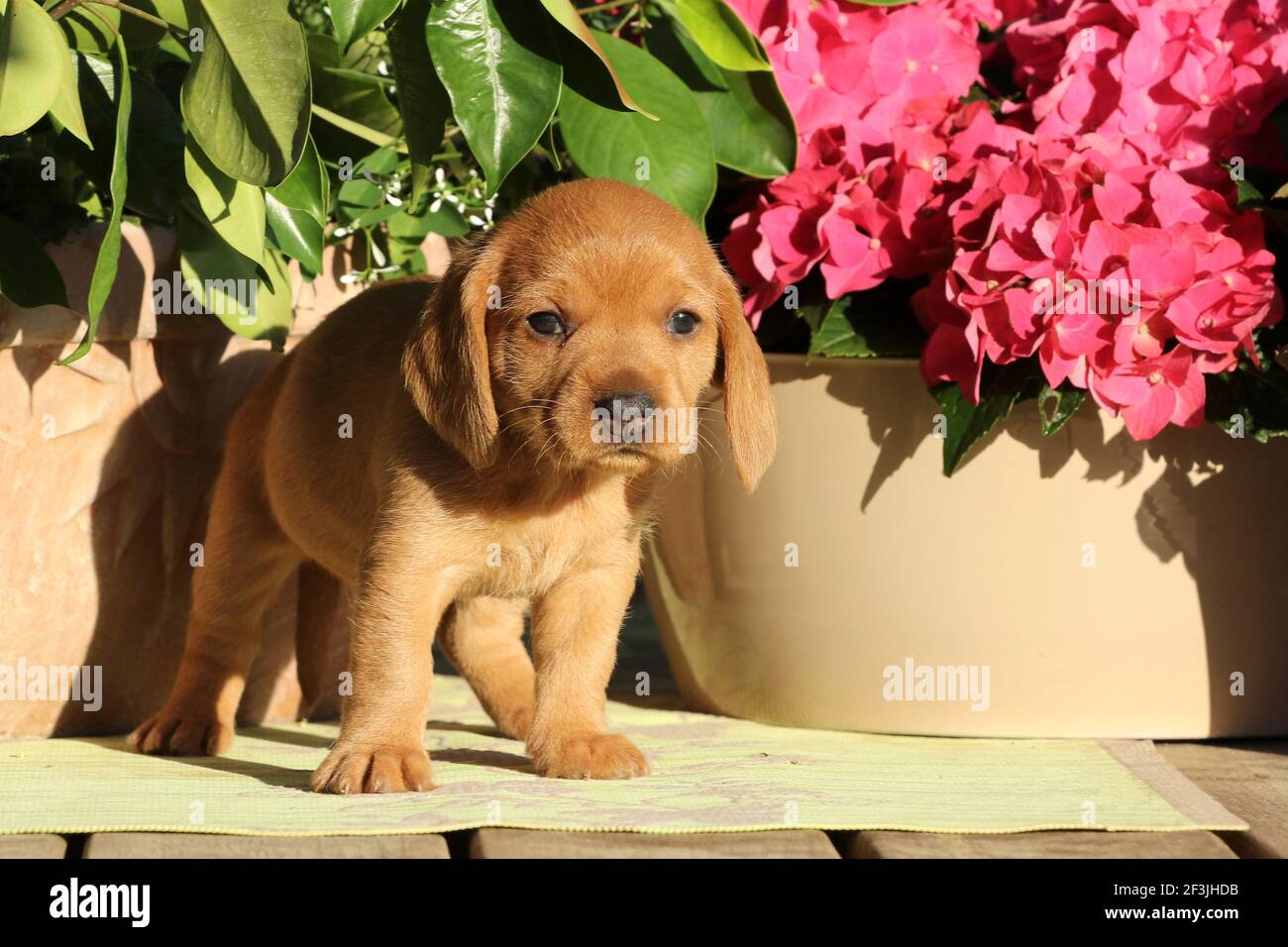 Basset Fauve De Bretagne, Fawn Brittany Basset. Puppy (female, 6 weeks old) standing in front of pink Hydrangea flowers. Germany Stock Photo