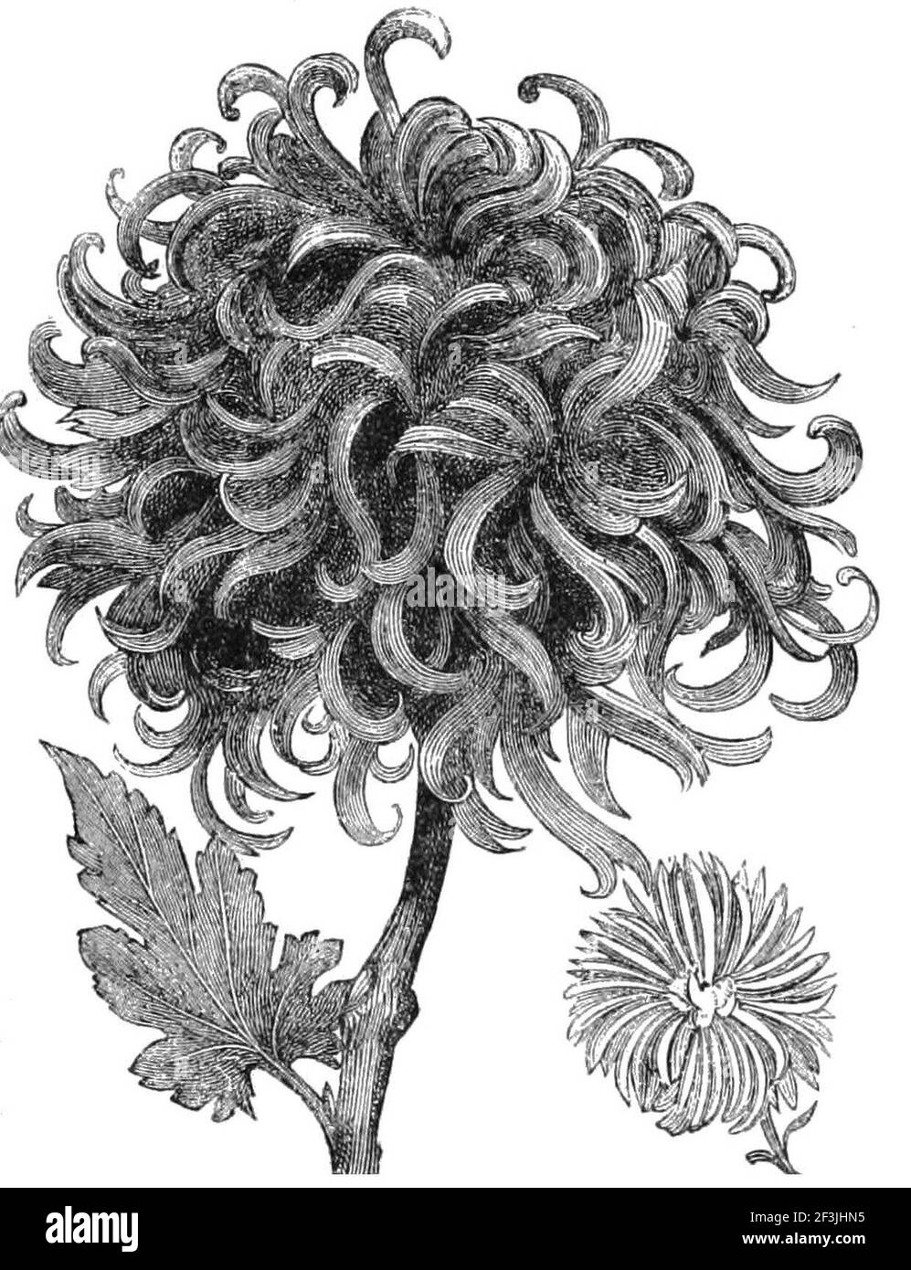 Chrysanthemums Black and White Stock Photos & Images Alamy