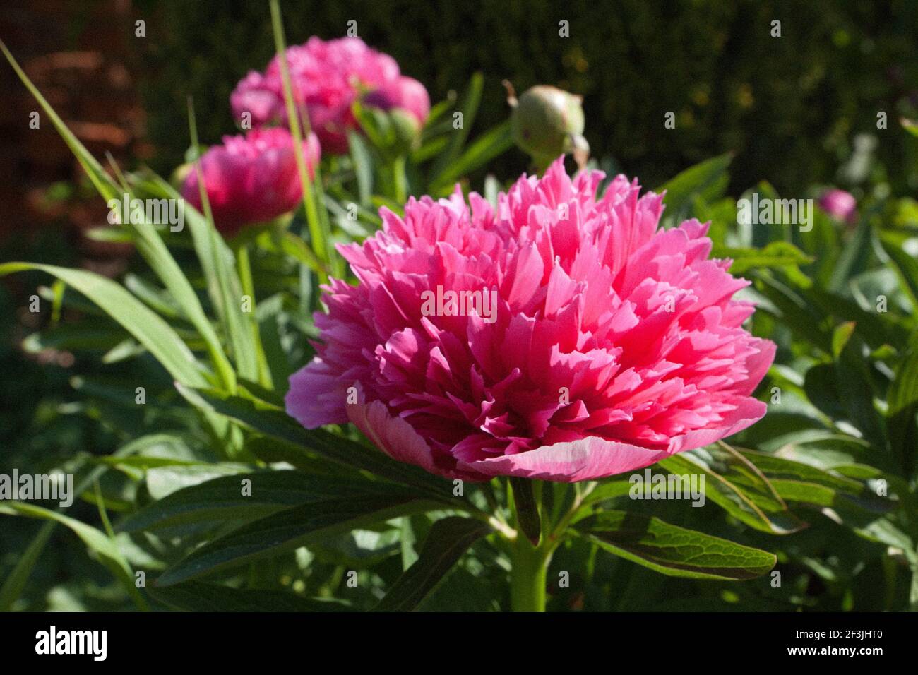 Paeonia officinalis 'Rosea Superba Plena', Peony, photographed in May at Wickham Place Farm, Witham, Essex, UK Stock Photo