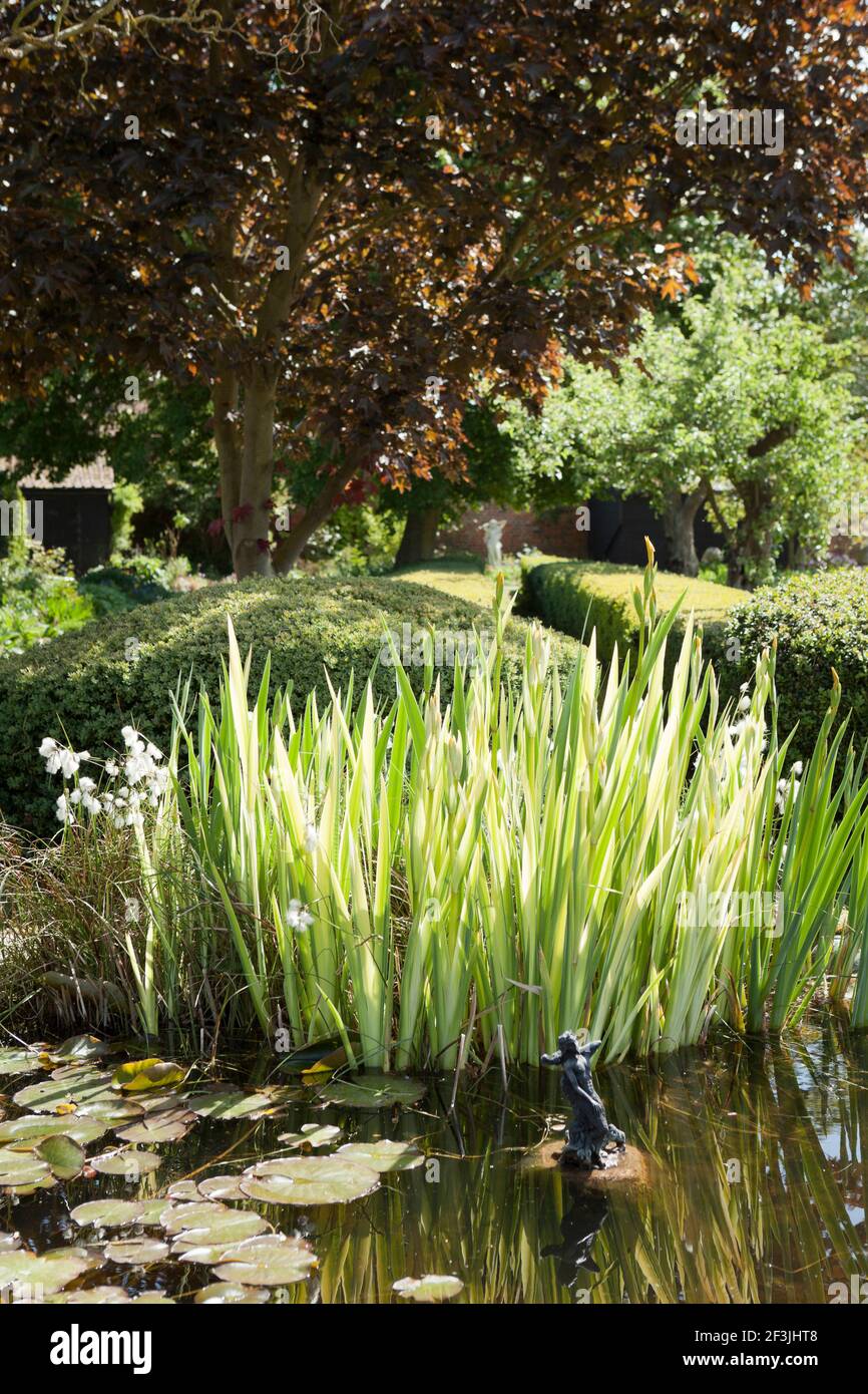 Raised pond with Cotton Grass, Eriophorum angustifolium, variegated Iris and Water lily leaves