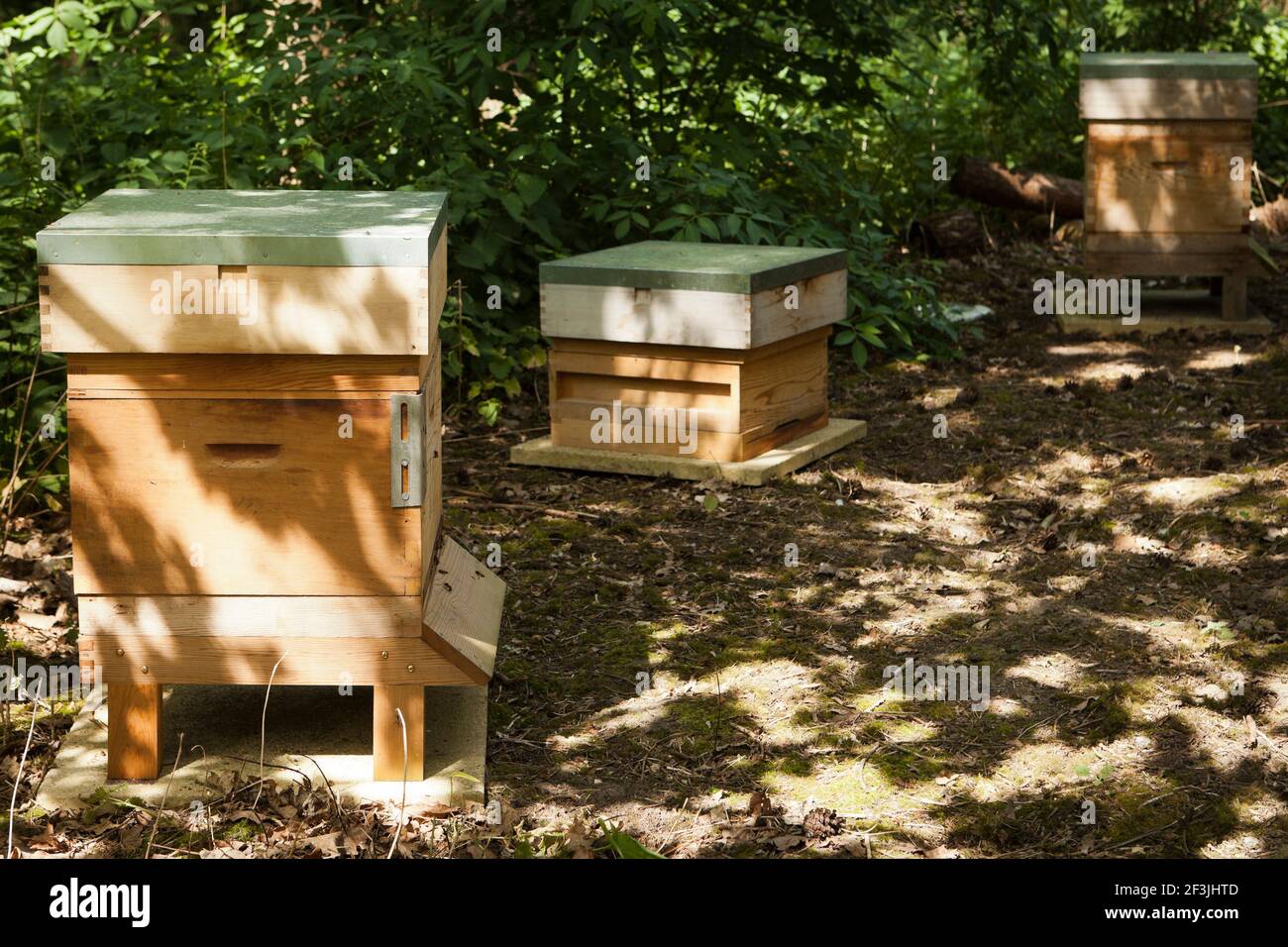Bee hives in woods hi-res stock photography and images - Alamy