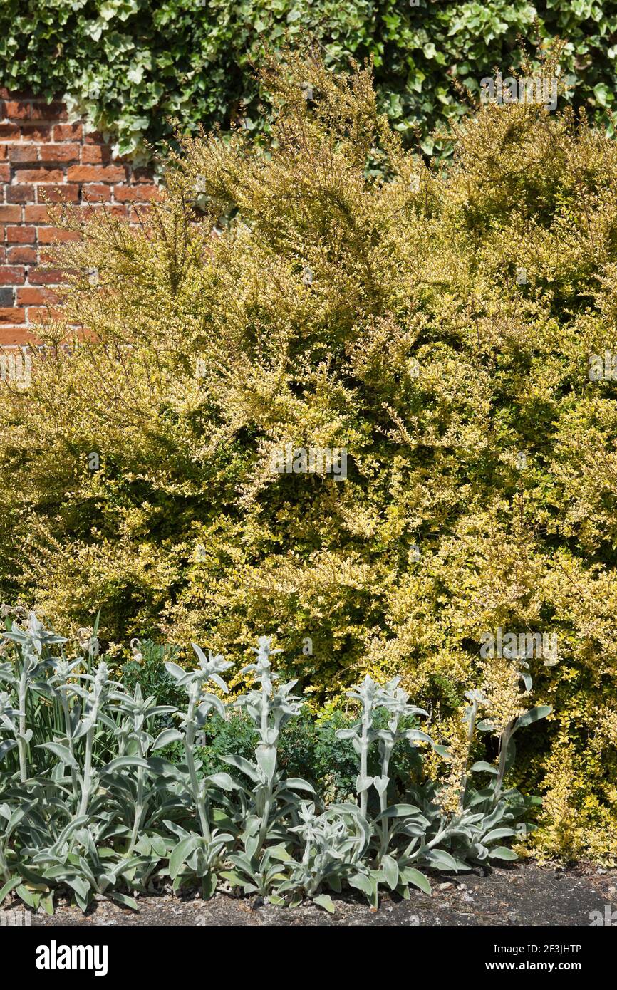 Lonicera nitida 'Baggesen's Gold', and Stachys byzantina, photographed in May at Wickham Place Farm, Witham, Essex, UK Stock Photo