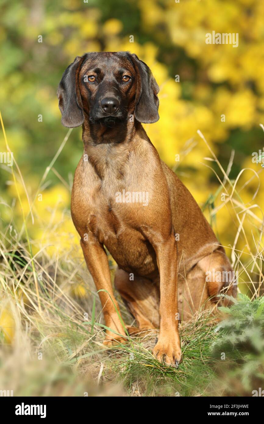 Bavarian Mountain Hound. Bitch (1 old year) sitting in autumn. Germany Stock Photo