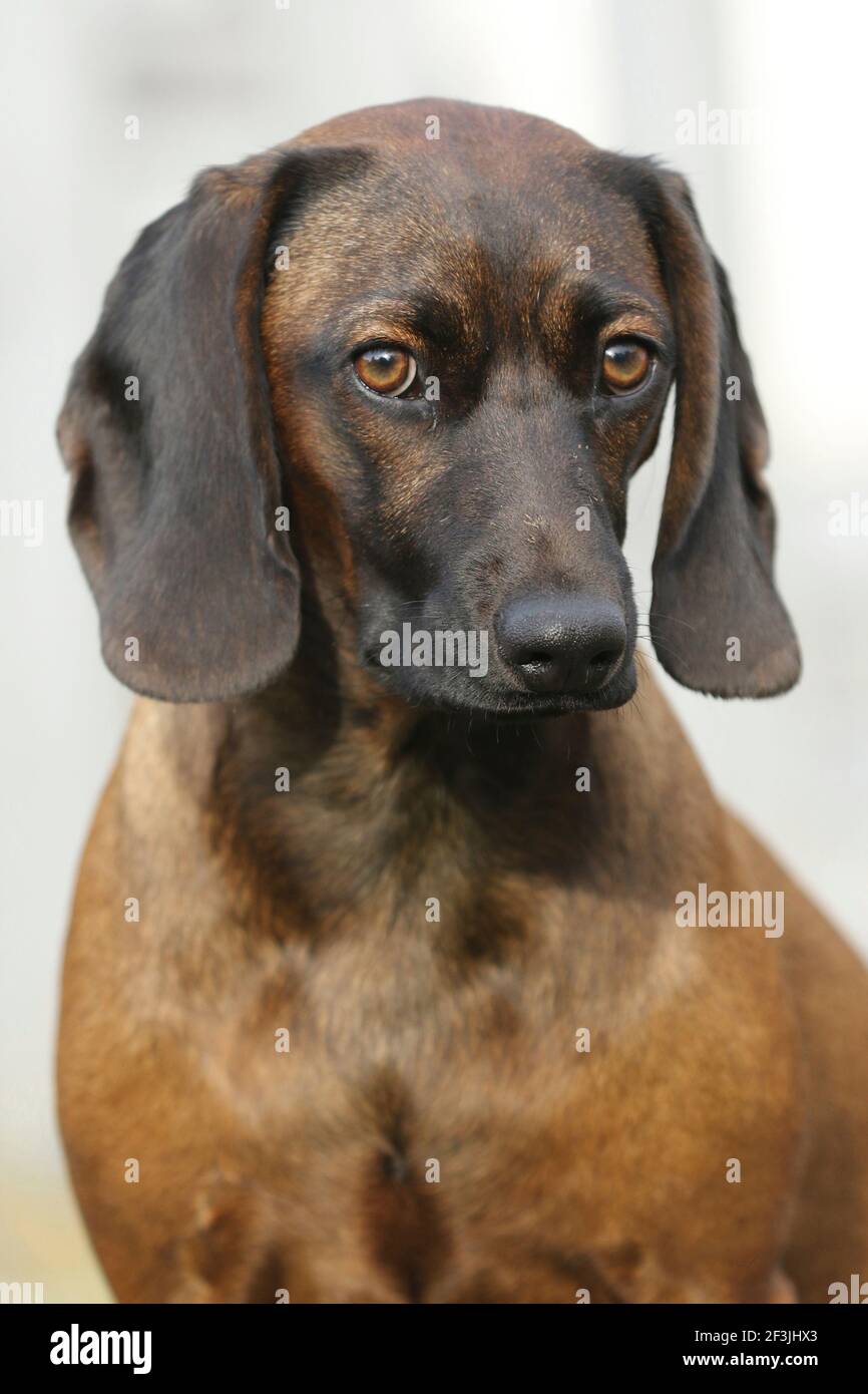 Bavarian Mountain Hound. Portrait of a she-dog (1 year old). Germany Stock Photo