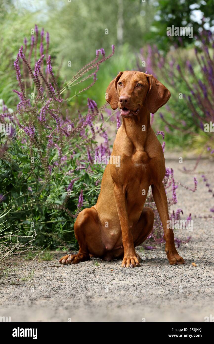 Hungarian Vizsla. A bitch (1 year old) sits on a path in a garden in summer Stock Photo