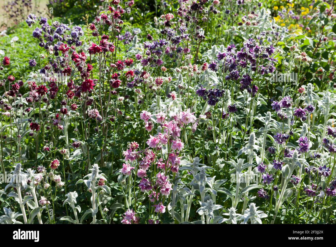 Herbaceous border planted with a mix of clematis-flowered, Columbine, Aquilegia, including clematis-flowered, long-spurred and pompom varieties, and S Stock Photo