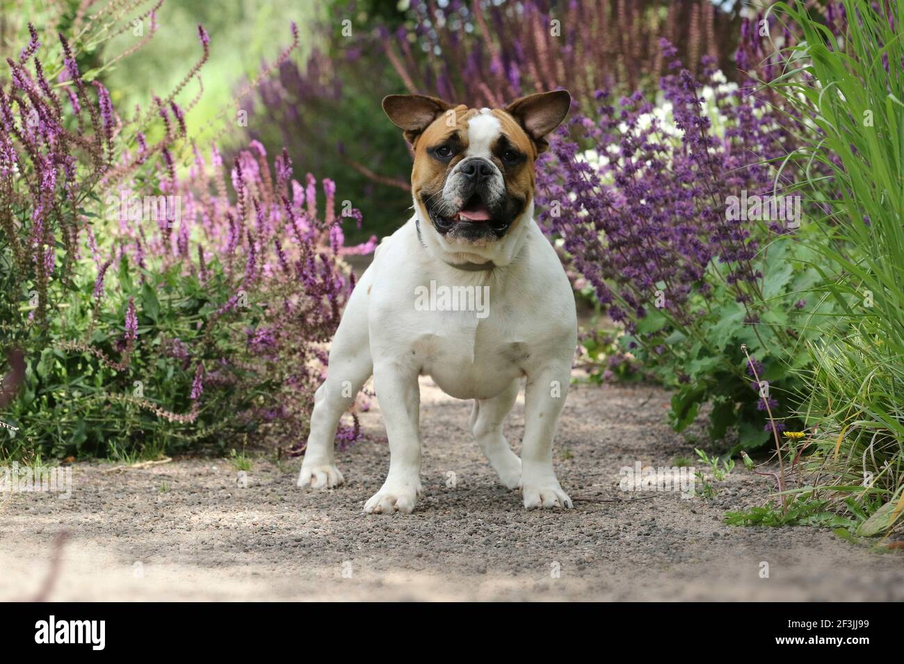 French Bulldog. Juvenile male standing in a garden. Germany Stock Photo