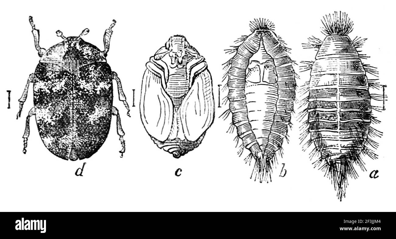 Four stages of the carpet beetle from right to left Stock Photo Alamy