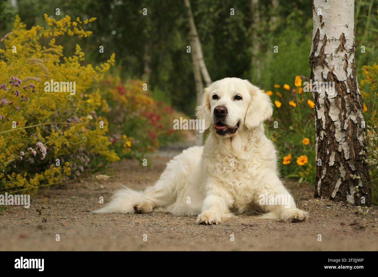 Golden Retriever. Senior she-dog (14 years old) lying on a path. Germany Stock Photo