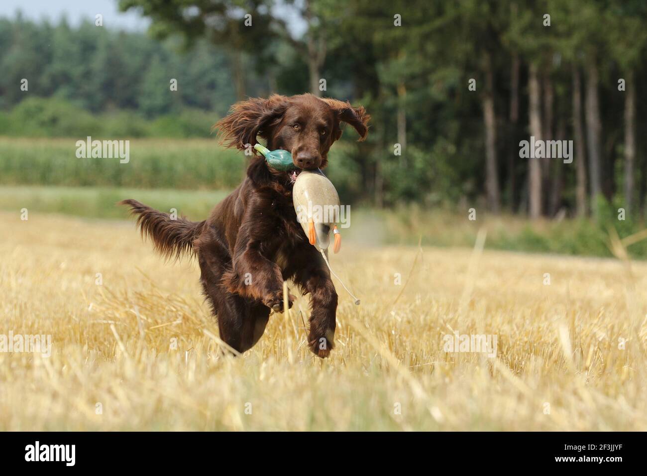 German Longhaired Pointer. Bitch (1 year old) retrieving a rubber duck. Germany Stock Photo