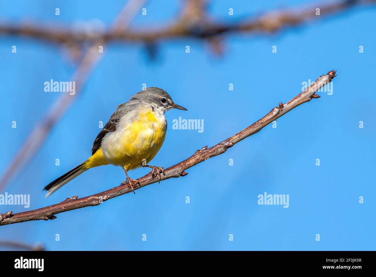 Grey Wagtail (Motacilla cinerea) on a tree branch which is a common insect eating bird with a yellow under belly and usually found by a stream or a ri Stock Photo