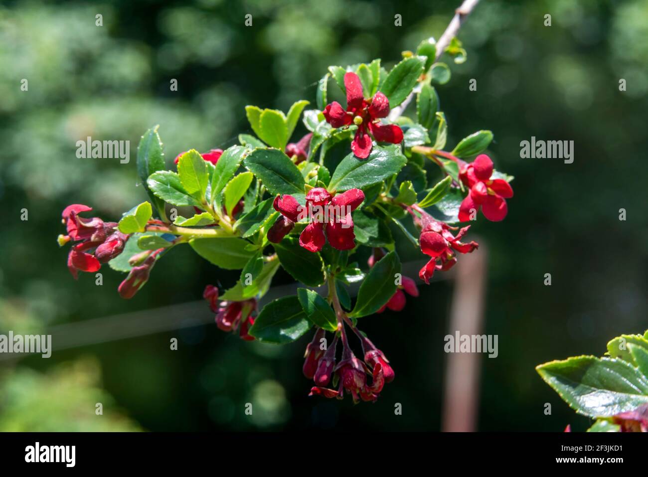 Escallonia 'Red Elf' a summer flowering evergreen shrub plant with a red springtime flower, stock photo image Stock Photo