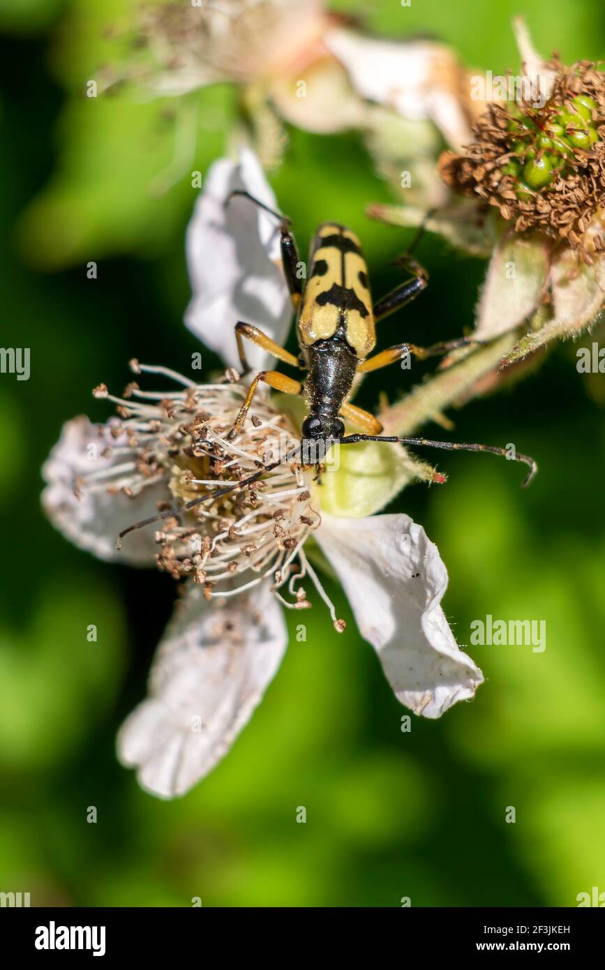 Spotted Longhorn Beetle (Strangalia or Rutpela maculata) a yellow flying insect bug with black spots, stock photo image Stock Photo
