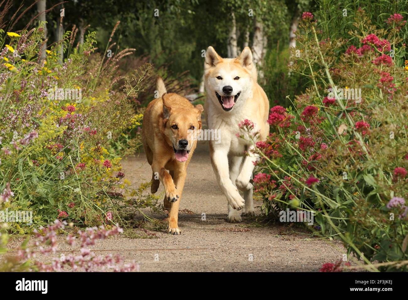 Mixed breed dog and Akita Inu. Two males run towards the observer (both 5 years old). Germany Stock Photo