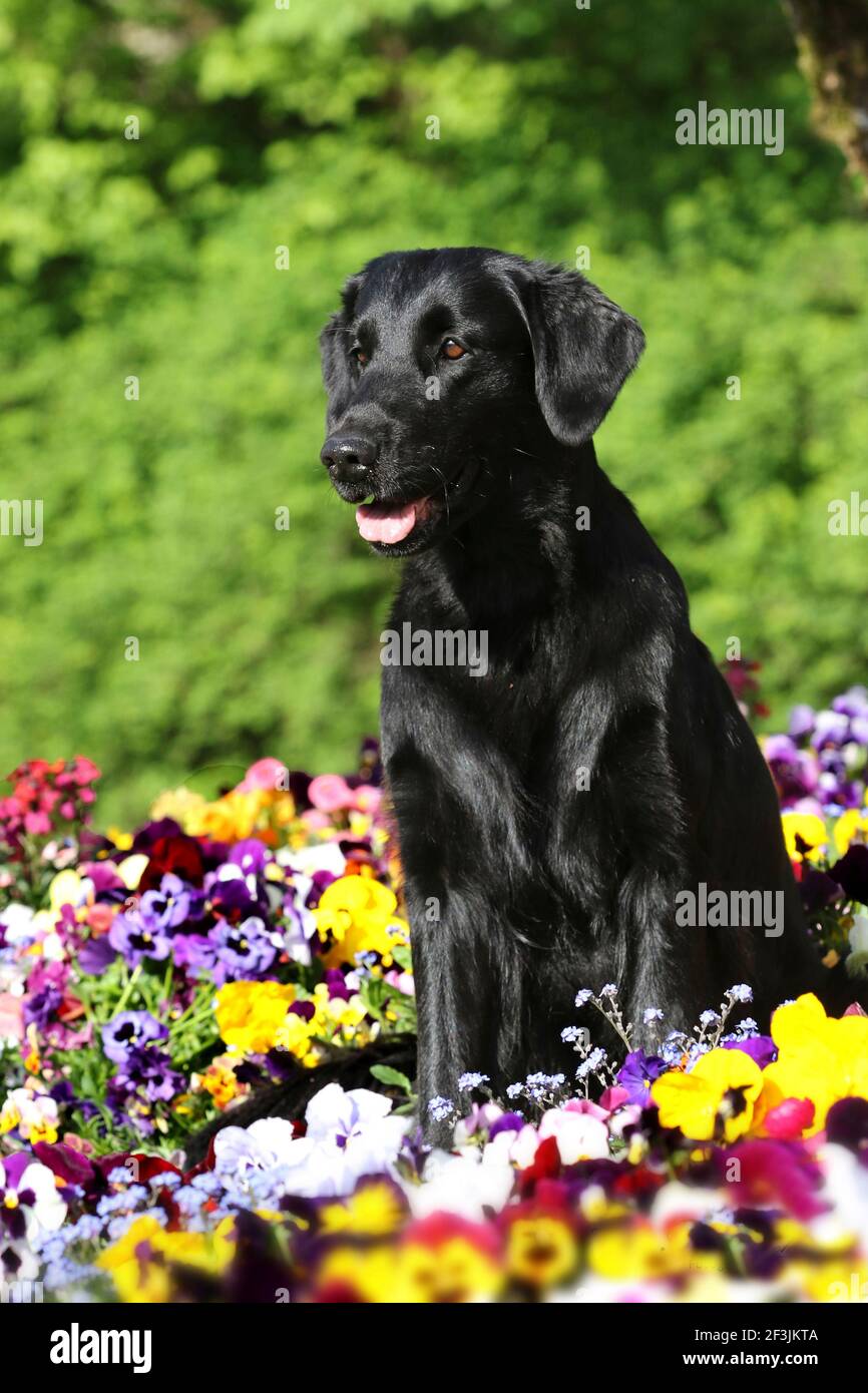 Flat Coated Retriever. A bitch (2 years old) sits in blooming pansies. Germany Stock Photo