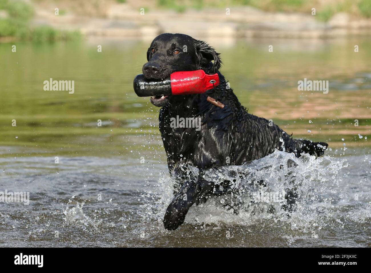 Flat Coated Retriever. Male (2 years old) fetching a dummy out off water. Germany Stock Photo