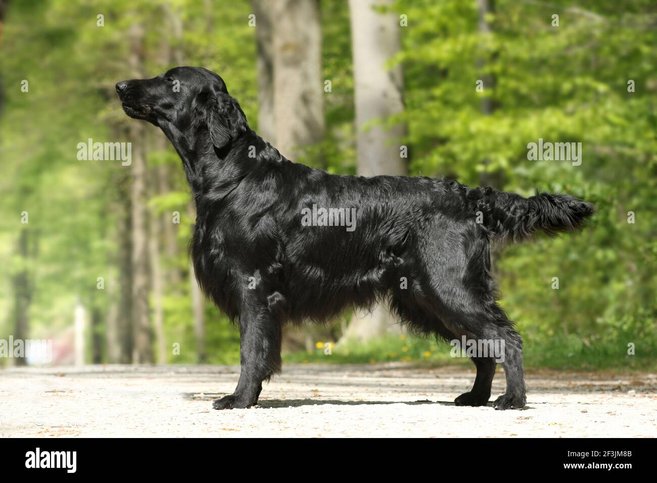 Flat Coated Retriever. Adult male standing, seen side-on. Germany Stock Photo