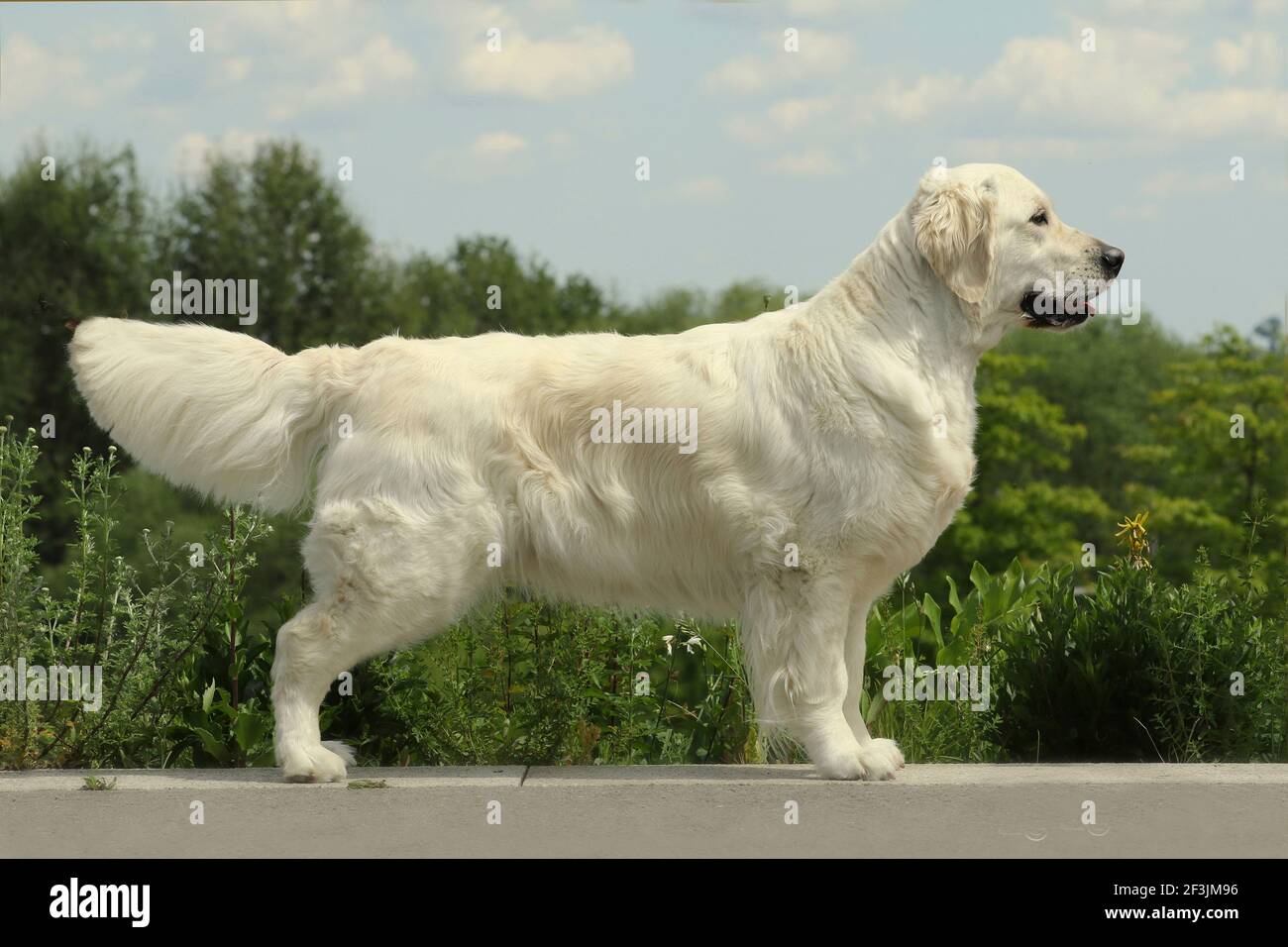 Golden Retriever. She-dog (3 years old) standing, seen side-on. Germany Stock Photo