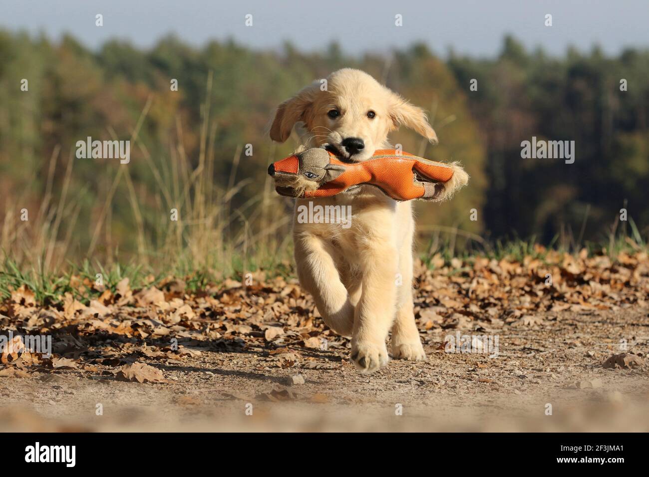 Golden Retriever. Puppy (male, 17 weeks old)  fetching a plush toy. Germany Stock Photo