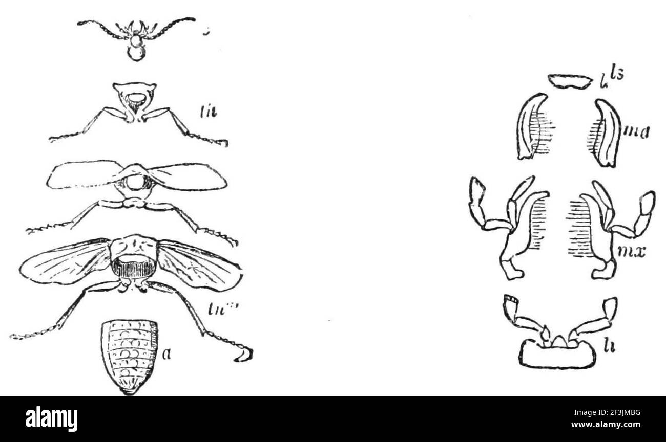 Insect body parts. Stock Photo