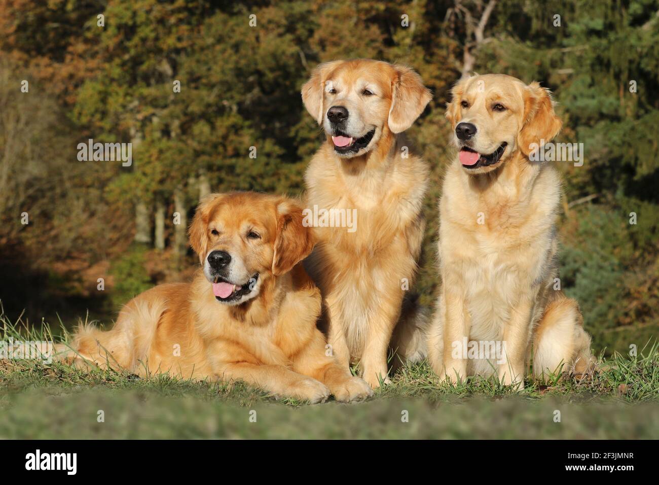 Golden Retriever. Golden retriever. Two males (lying on the left 9 years, in the middle 4 years) and a one-year-old female (right) Stock Photo