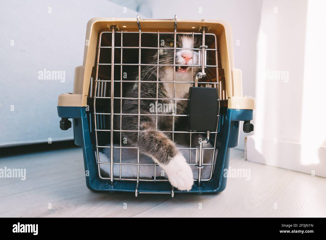Angry tabby domestic cat in cage, plastic pet carrier or travel box