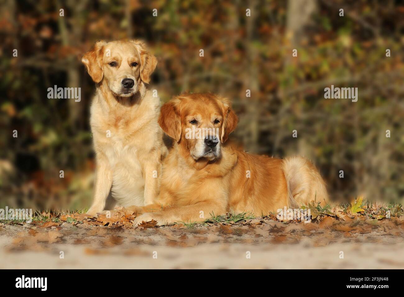 Golden Retriever. Two adults: sitting left female 1 year old, right male 9 years old). Germany.. Stock Photo