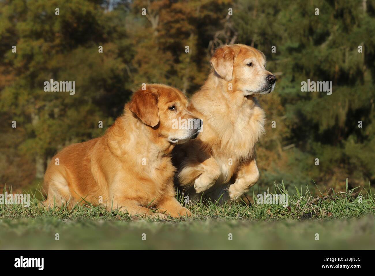 Golden Retriever. Two males (lying on the left 9 years, jumping on the right 4 years). Germany Stock Photo