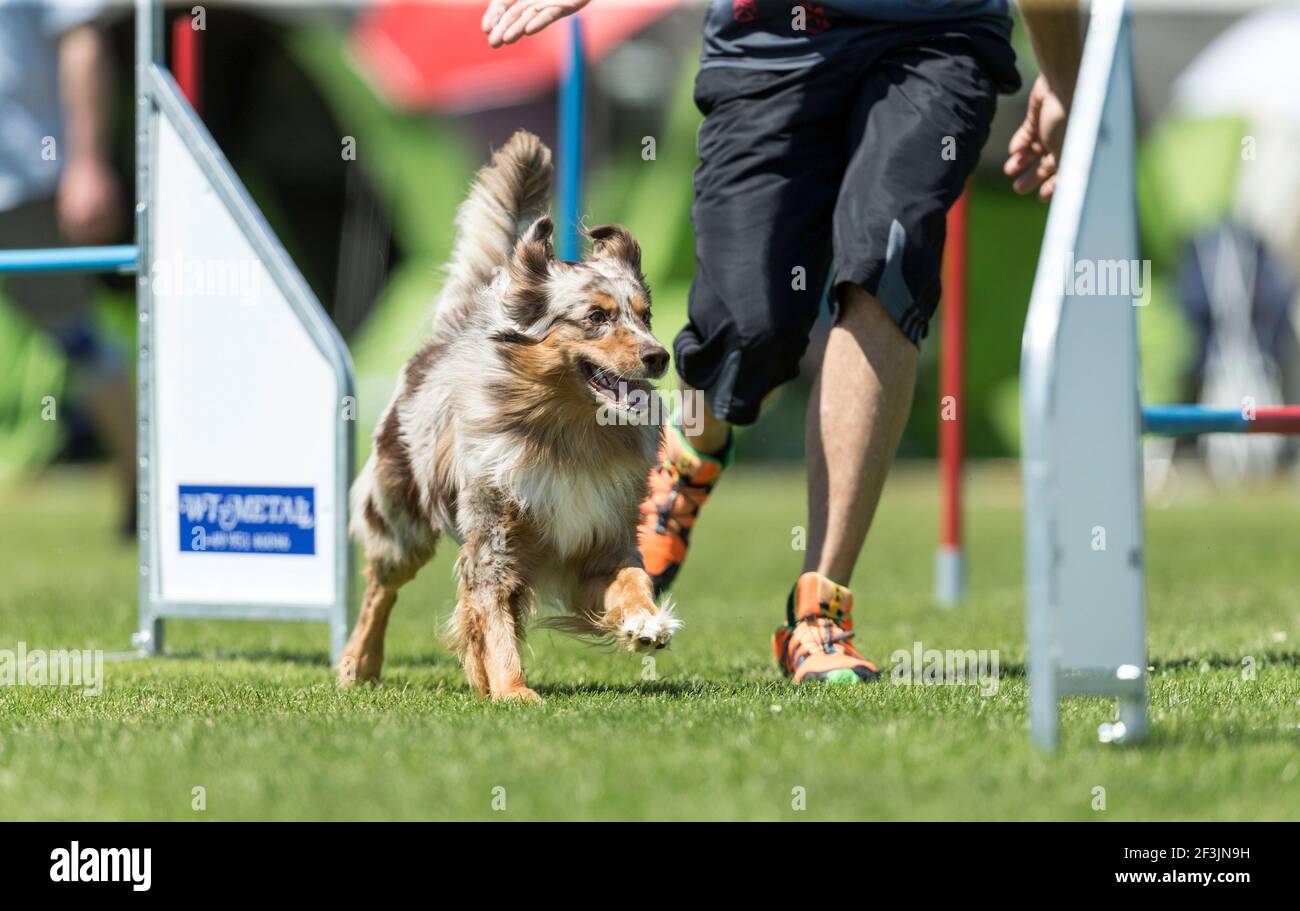 Miniature Australian Shepherd in an agility course. Germany Stock Photo -  Alamy