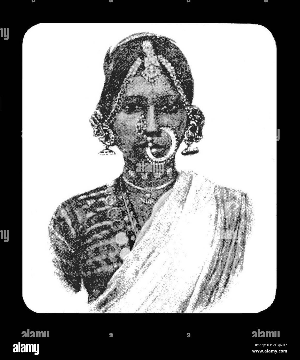 nubian nose shape nubian nose shape