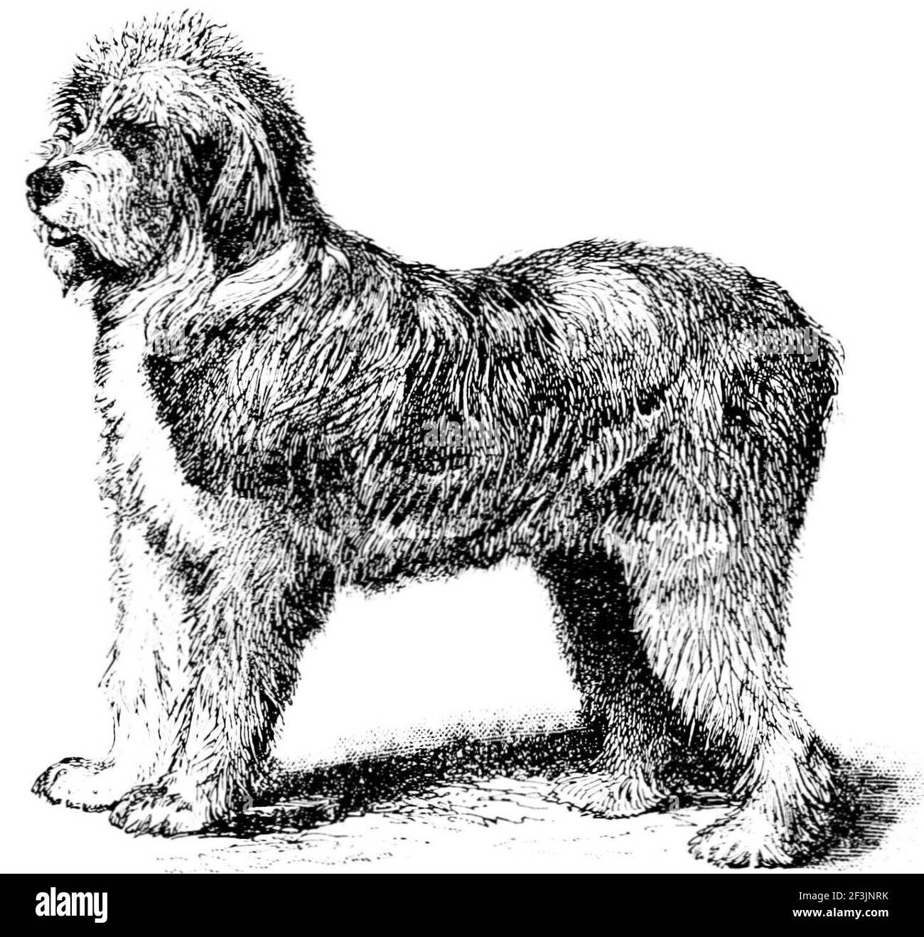 Bob tail sheep dog Stock Photo Alamy