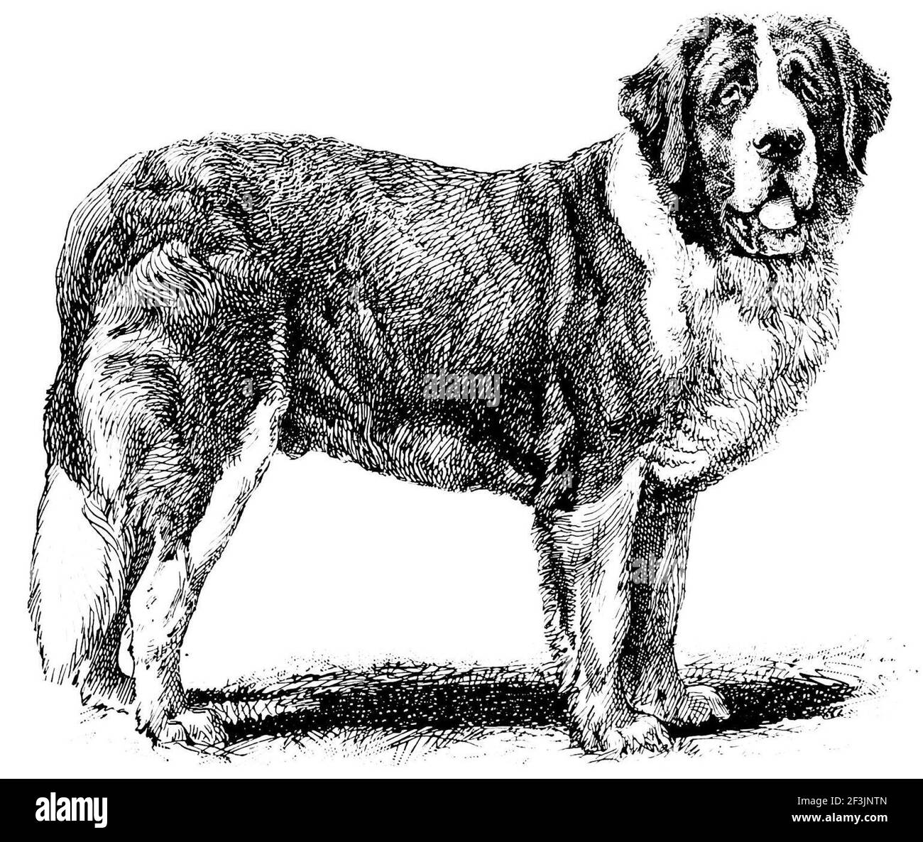 The rough coated st bernard champion sir bedivere Stock Photo Alamy