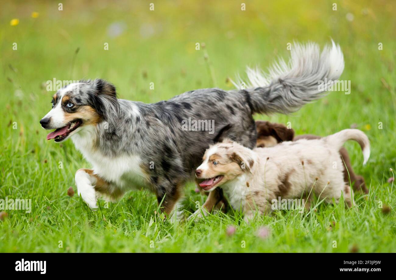Miniature Australian Shepherd. Mother and puppy walking on a lawn. Germany Stock Photo
