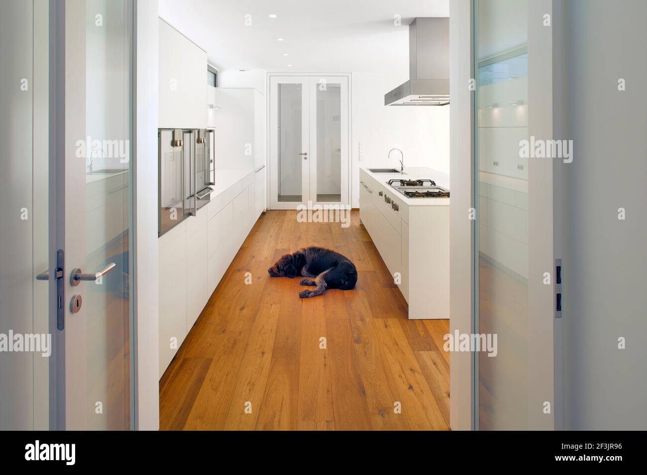 Dog lying on floor in modern white kitchen Stock Photo