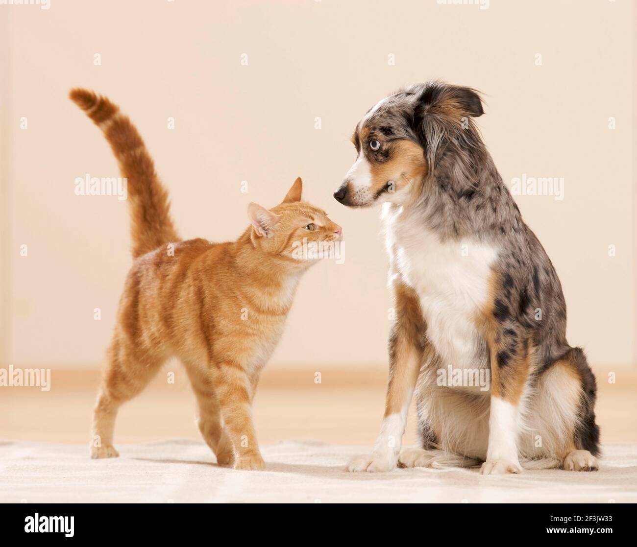 Mini Australian Shepherd and domestic cat. An adult dog and a tabby cat get to know each other. Germany Stock Photo