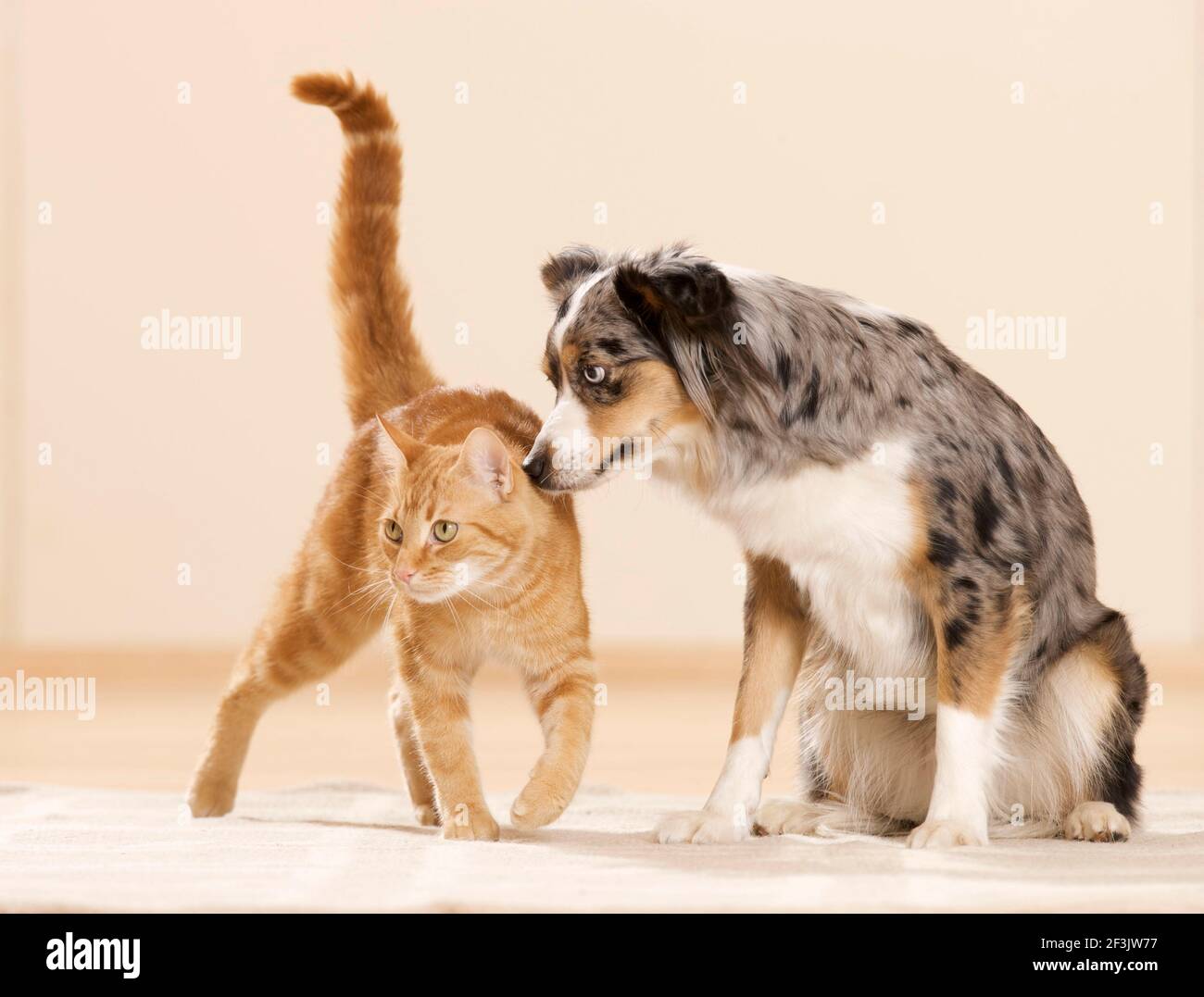 Mini Australian Shepherd and domestic cat. An adult dog and a tabby cat on a rug. Germany Stock Photo