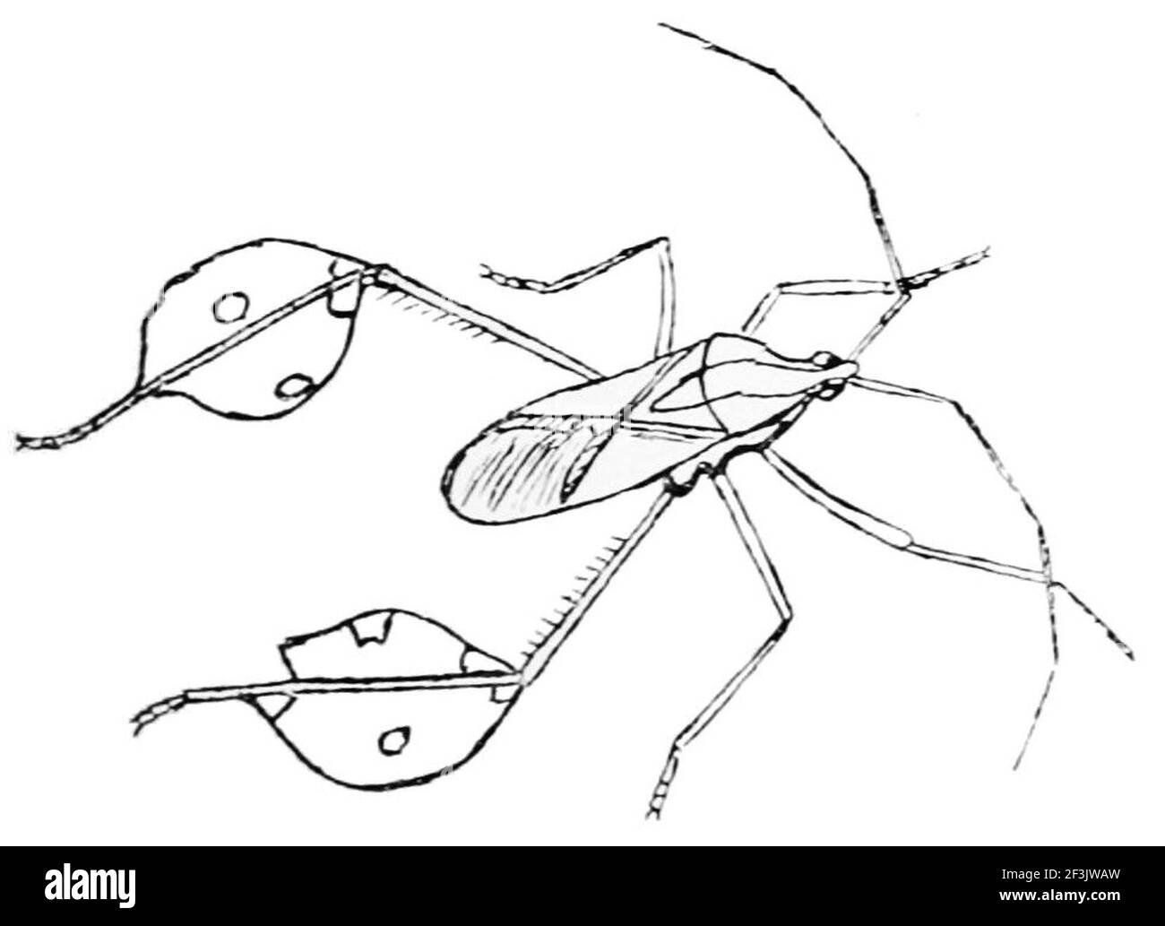 Diactor bilineatus hires stock photography and images Alamy