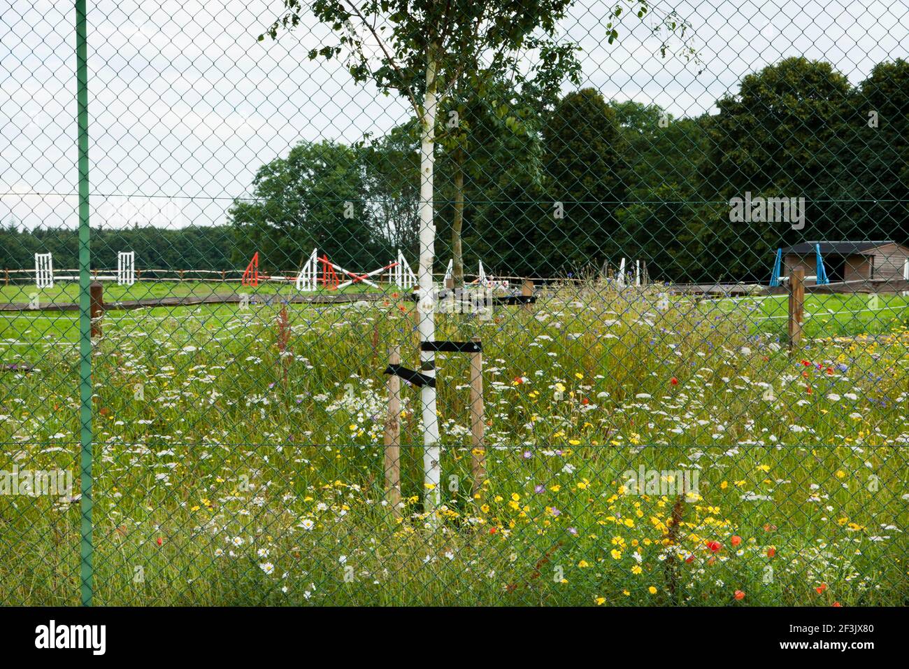 Border Paddock A border of wild flowers seperates the tennis court from the paddock ...