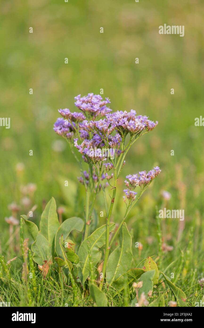 Common Sea-Lavender (Limonium vulgare), flowering on salt-marsh. Germany Stock Photo