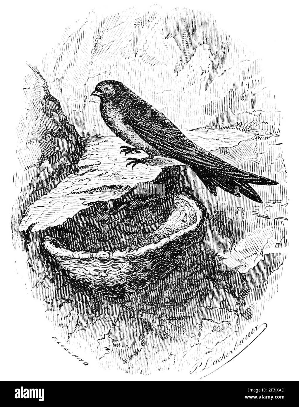 The swallow with an edible bird nest Stock Photo Alamy