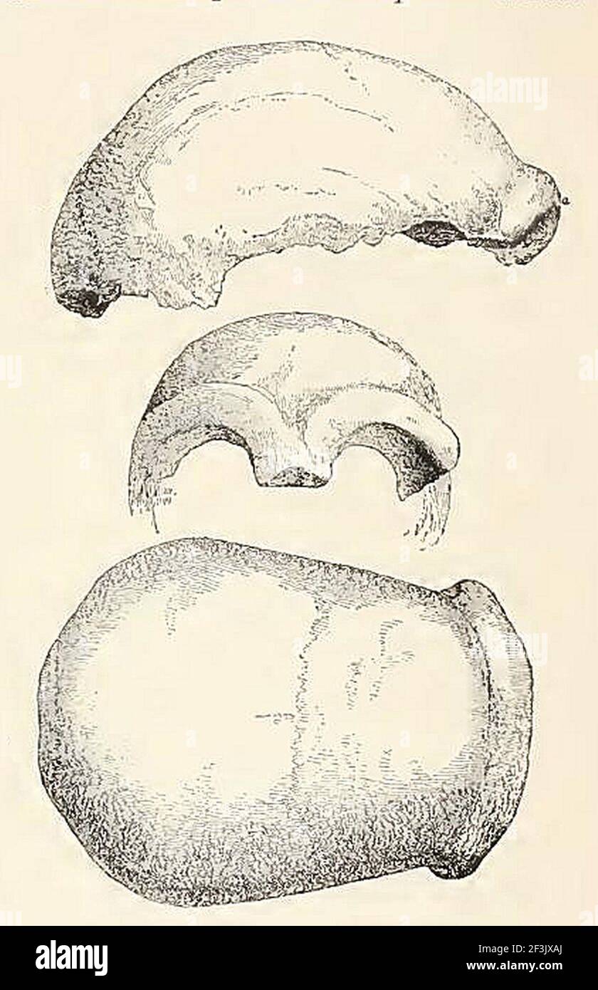 Neandertal1Fossil Stock Photo Alamy