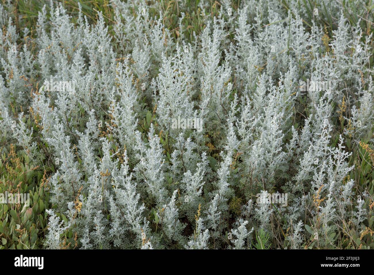 Sea Wormwood (Artemisia maritima) in the Wadden Sea National Park, Schleswig-Holstein, Germany Stock Photo