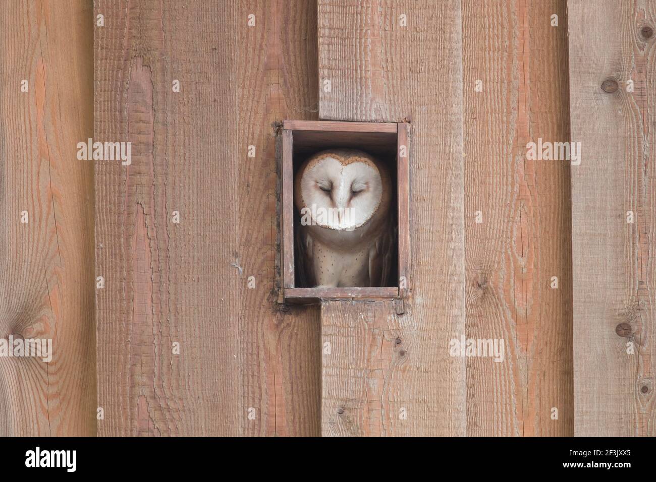 Barn Owl (Tyto alba). Young bird in the hole of a barn, sleeping. Schleswig-Holstein, Germany Stock Photo