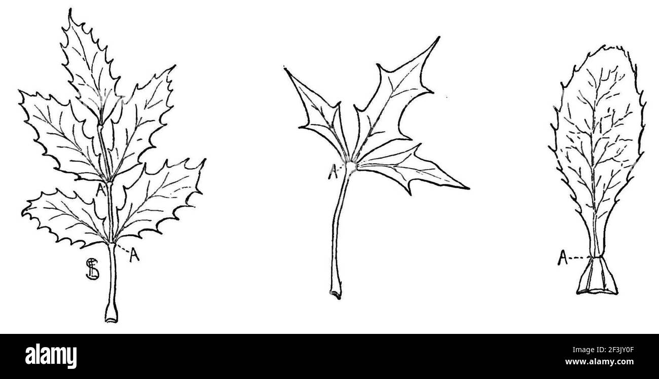 Berberis aquifolium trifoliata and vulgaris. Stock Photo