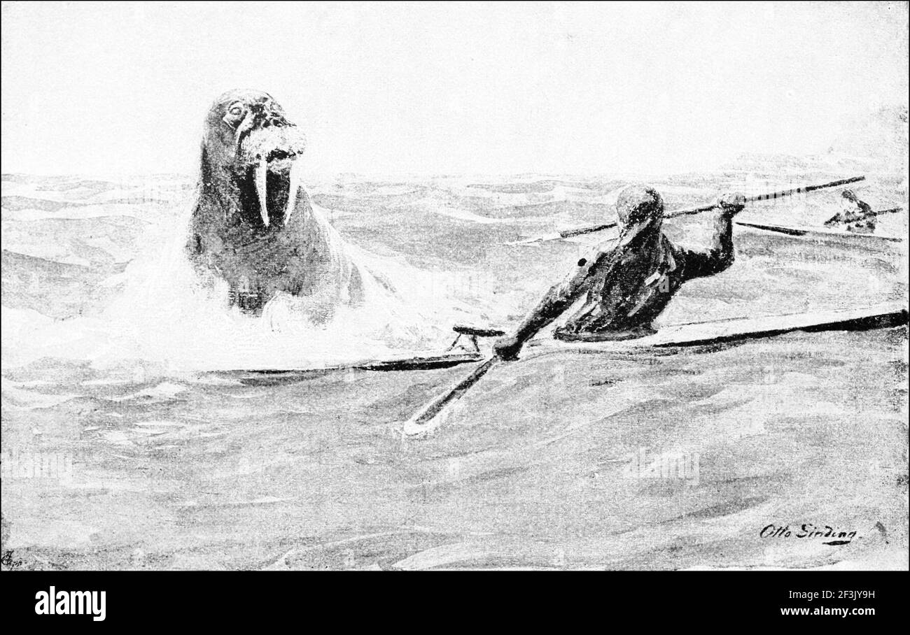 A kayak man attacked by a walrus Stock Photo Alamy